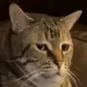 WTFF emote