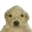perritoS
