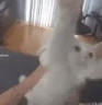 catHug emote