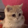 Yes emote