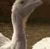 AREYOUABIRD emote