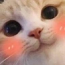 blushCat emote