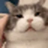 catRUB emote