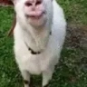 sikak0 emote