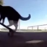 CATONTHASKATEBOARDOMGMAKEITSTOPSPINNING emote