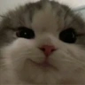 YEPCat emote