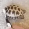 turtleJAM emote