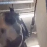 KETAMINE emote