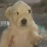 Quepedo emote