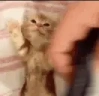 Tuckahomie emote
