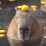 capyJAM emote