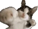 Fight emote
