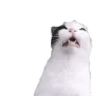 catSneeze emote