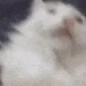 LETSGOO emote