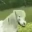 horseJAM