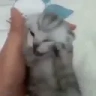 GETOUTOFMYHEAD emote