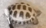 turtleJAM emote