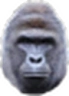 Harambe emote