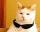 CatCool