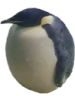 steve emote