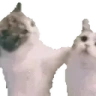 CatAHomie emote