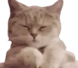 catJAM2 emote