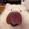 VeryDog emote