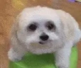 DogLookingSussyAndScared emote
