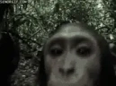 AREYOUAMONKE emote