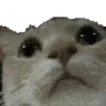 CatCheck emote
