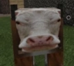 Cow emote
