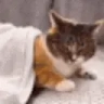 catNapped emote