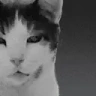 GIGACAT emote