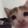 oi emote