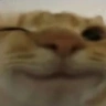 Wimk emote