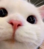 Stare emote