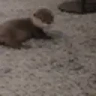 OtterDrama emote