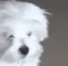woof emote