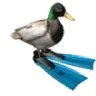 duckSpin emote