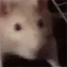ratJAMMEST emote