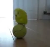 PapagaioBola emote
