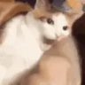 IMGONNALOSEIT emote
