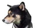 DOGWHERE emote