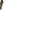FLASHBANG