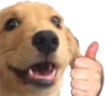 DogTUp emote