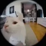 AREYOUASOYBOY emote