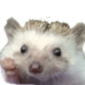 SpikeHi emote