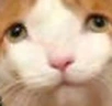 elp emote