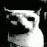 doomedcat emote