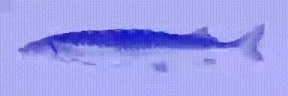 JoelJAM emote